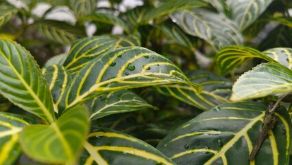the striking foliage of a Sanchezia plant, also known as the zebra plant or golden vein plant.