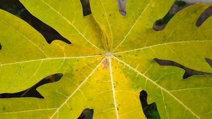 Close-up of a papaya leaf showing vivid green and yellow tones with detailed veins, natural texture, and organic tropical foliage.