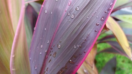Close-up of purple and green leaves with pink edges and water droplets, Ti plant, scientifically known as Cordyline fruticosa.