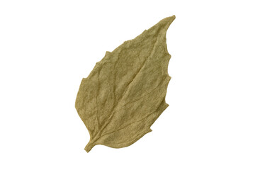 Golden autumn leaf showing seasonal drying on transparent background