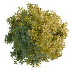 Magnolia grandiflora tree plan, top view, cutout, 4K PNG, isolate, Vibrant green bush with lush foliage on transparent background © DH Tree Stock