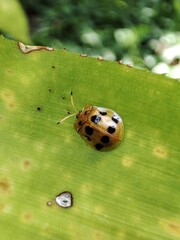 A tortoise-shell beetle rests on a green leaf, its translucent, shield-like elytra reflecting light, while the leaf&rsquo;s veins frame the insect&rsquo;s compact form and vivid coloration