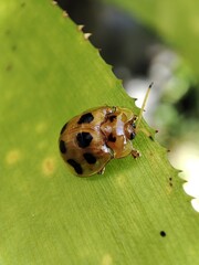 A tortoise-shell beetle rests on a green leaf, its translucent, shield-like elytra reflecting light, while the leaf&rsquo;s veins frame the insect&rsquo;s compact form and vivid coloration