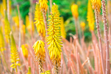 Vibrant yellow aloe flowers bloom among dry stalks texture and form of dense inflorescence. Natural garden setting shows green foliage blurred in background contrasting with the bright yellow blossoms