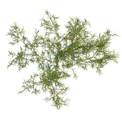 Chamelaucium uncinatum tree plan, top view, cutout, 4K PNG, isolate, Fresh green rosemary herb...