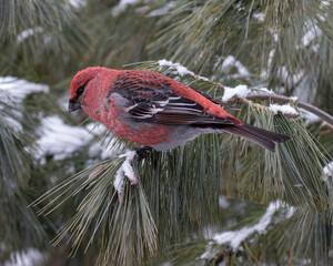 Male Pine Grosbeak in a snowy evergreen tree perched on a branch.