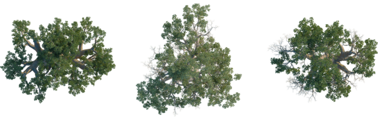Adansonia gregorii tree, plan top view, isolate, 4K png, Three lush green trees with sprawling branches and leaves