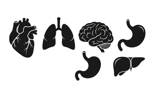 Anatomical illustration of human organs including heart, lungs, brain, stomach, and liver in a simple black and white style