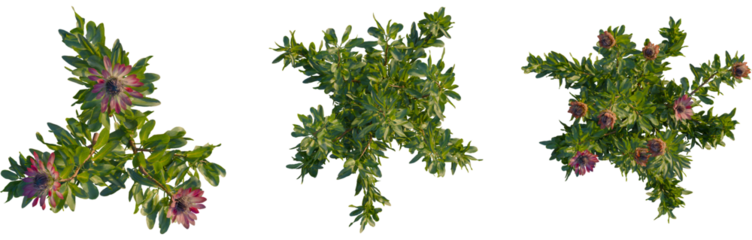 Protea cynaroides tree, plan top view, isolate, 4K png, Vibrant pink flowers and lush greenery on transparent background