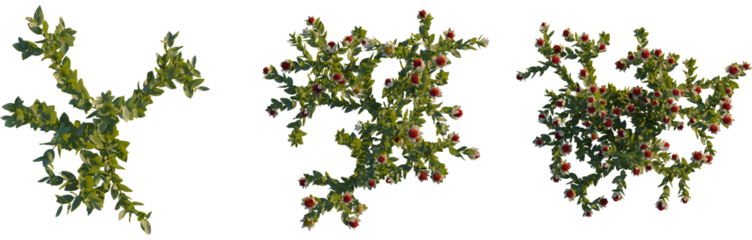 Leucadendron discolor tree, plan top view, isolate, 4K png, Vibrant hawthorn branches with red berries on green leaves