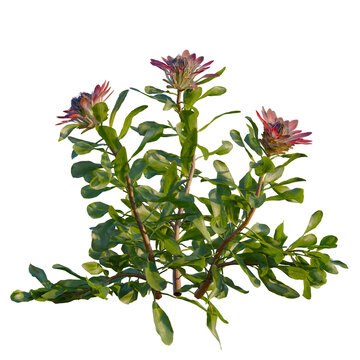 Protea cynaroides tree, front view,cutout, 4k png isolate, Vibrant protea flowers with green leaves on transparent background