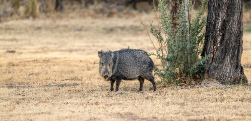 Fototapeta premium Javelina Pauses To Look Up Pauses To Look Up