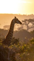 Giraffe standing tall, sunlit neck, amidst lush foliage at golden hour background