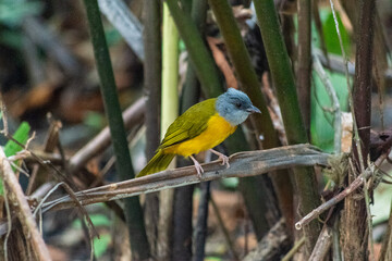 Grey-headed tanager perched in dense tropical understory in Panama.