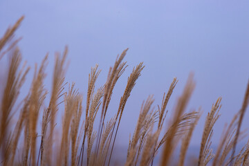 Fototapeta premium Artistic Reeds Swaying In Natural Scenic Light