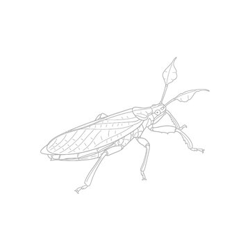 Detailed Line Drawing of a Water Scorpion Insect.