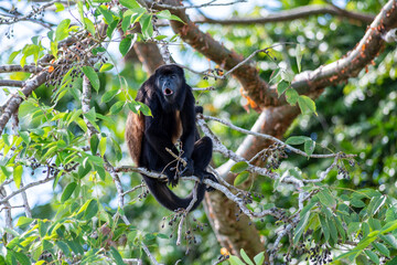 Mantled howler monkey calling from a tree canopy in Panama.