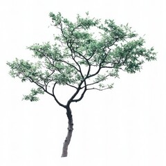 Isolated tree, dark trunk, light green leaves against white