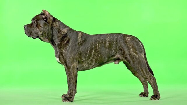 Presa Canario Strong Guardian Dog Standing Green Screen Chroma Key Background Studio Portrait
