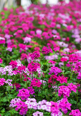 Garden Verbena Flowers Blooming Among Flower Beds