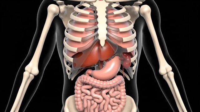Detailed 3D illustration of human torso anatomy showing internal organs and skeletal system