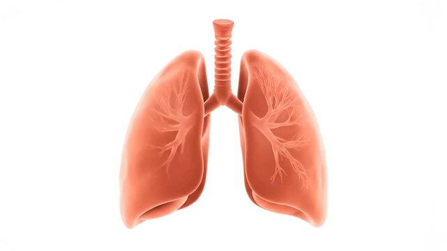 Detailed digital illustration of human lungs and trachea on a white background