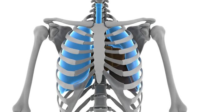 Detailed rear view of human ribcage anatomy with highlighted bones