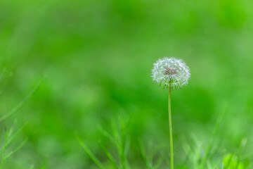 Spring Dandelion Seed Head Closeup Two