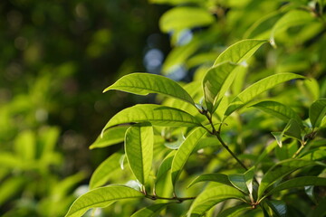 Obraz premium Osmanthus Leaves Backlit By Warm Sunset