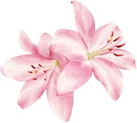 Fototapeta premium Pink Lily Flower Watercolor