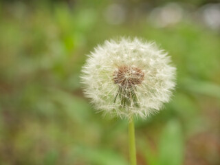 Obraz premium White Dandelion Seed Head High Resolution