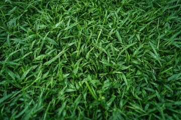 Obraz premium Close-up of wet green grass blades covered in dew, fresh vibrant and calming