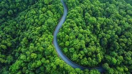 Aerial view of an s-shaped winding asphalt road cutting through a dense vibrant green forest canopy, evoking calm and a sense of serene journey