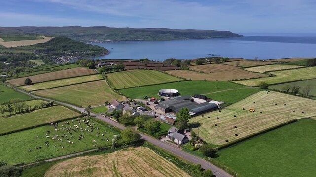 Aerial Drone view of milked freshen cows in fields around a Farm in UK