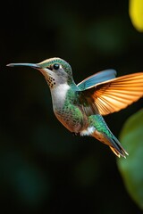 Fototapeta premium iridescent green hummingbird hovering midair with glowing orange wings and slender beak against a dark blurred background, conveying graceful motion and quiet wonder