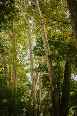 Fototapeta premium Tall trees and dense green foliage in Turkey Run State Park in Indiana, forming a peaceful forest canopy