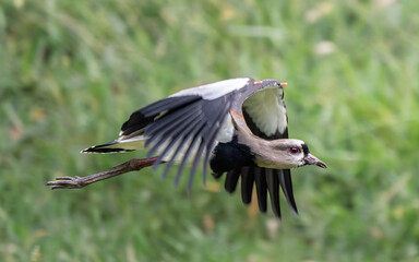 Southern Lapwing (Vanellus chilensis) in flight showing wing spurs, green background