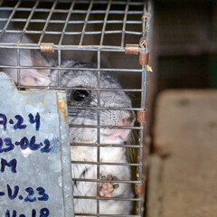 chinchilla