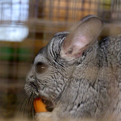 chinchilla