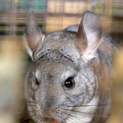 chinchilla