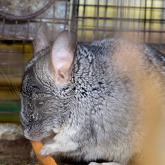 chinchilla