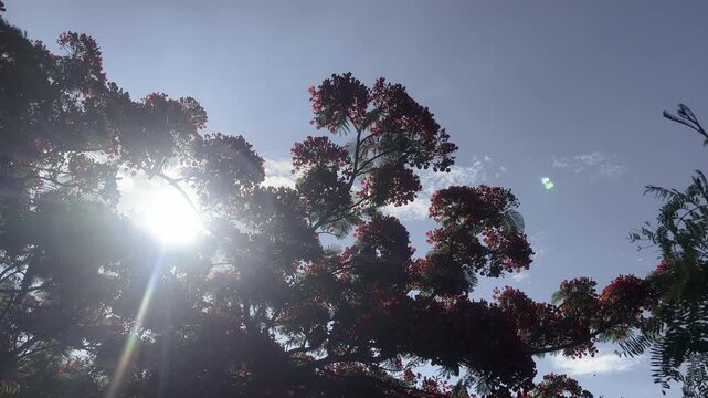 Backlit Red Flamboyant Flowers in Summer Morning