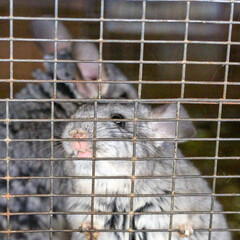 chinchilla