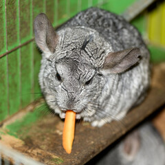 chinchilla