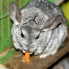 chinchilla