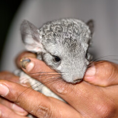 chinchilla
