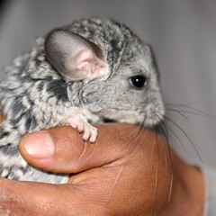 chinchilla