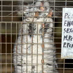 chinchilla