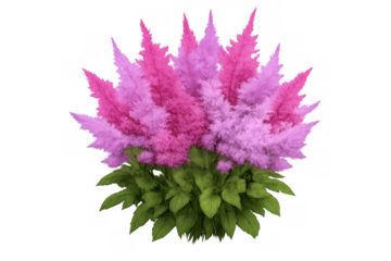 Pink celosia cockscomb plant with vibrant fluffy flowers and green leaves on transparent background