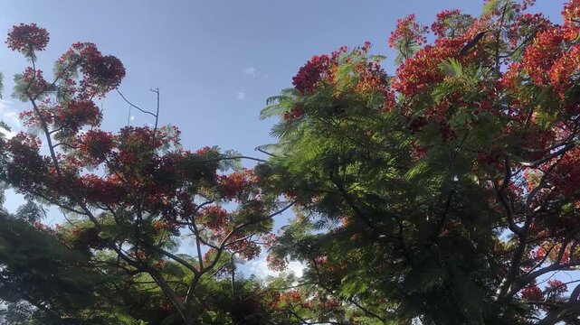 Red Flamboyant Tree Canopy Under Clear Blue Sky